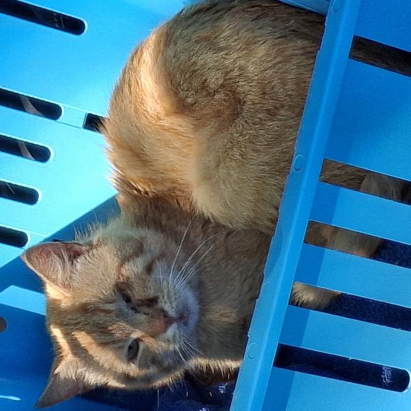 Europäische Hauskatze